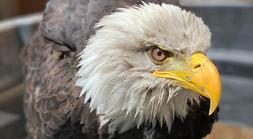 abraham-slideshow-photo-oct-2019