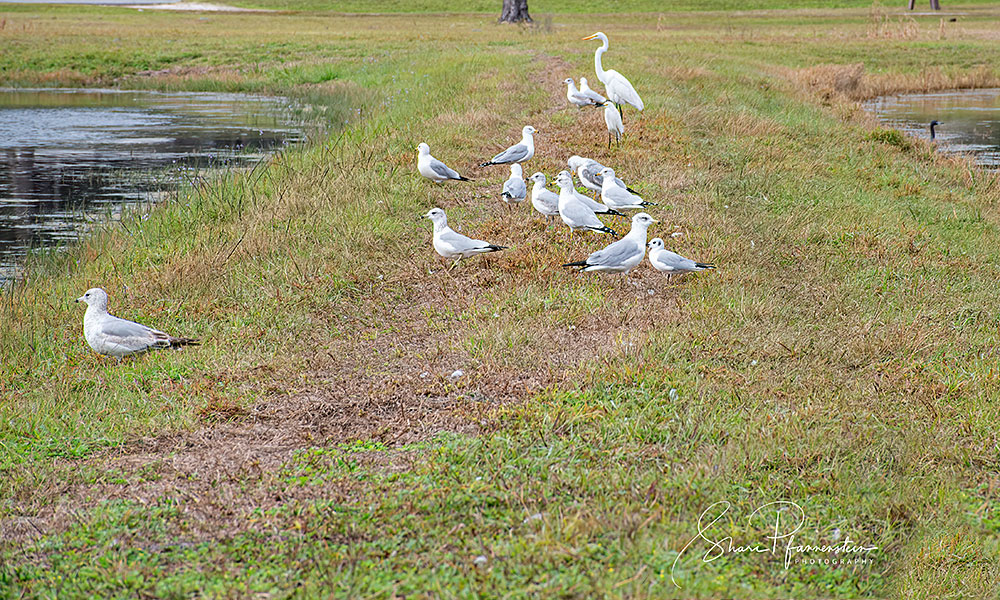 AEF Launches New Eagle Cam at Welaka National Fish Hatchery American