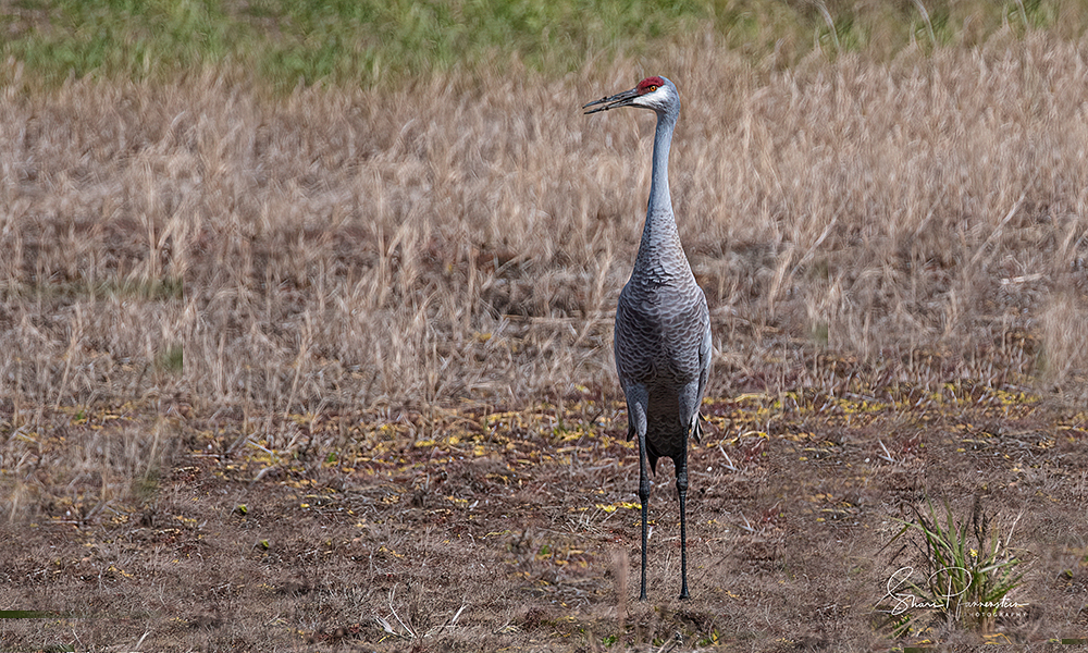 AEF Launches New Eagle Cam at Welaka National Fish Hatchery American