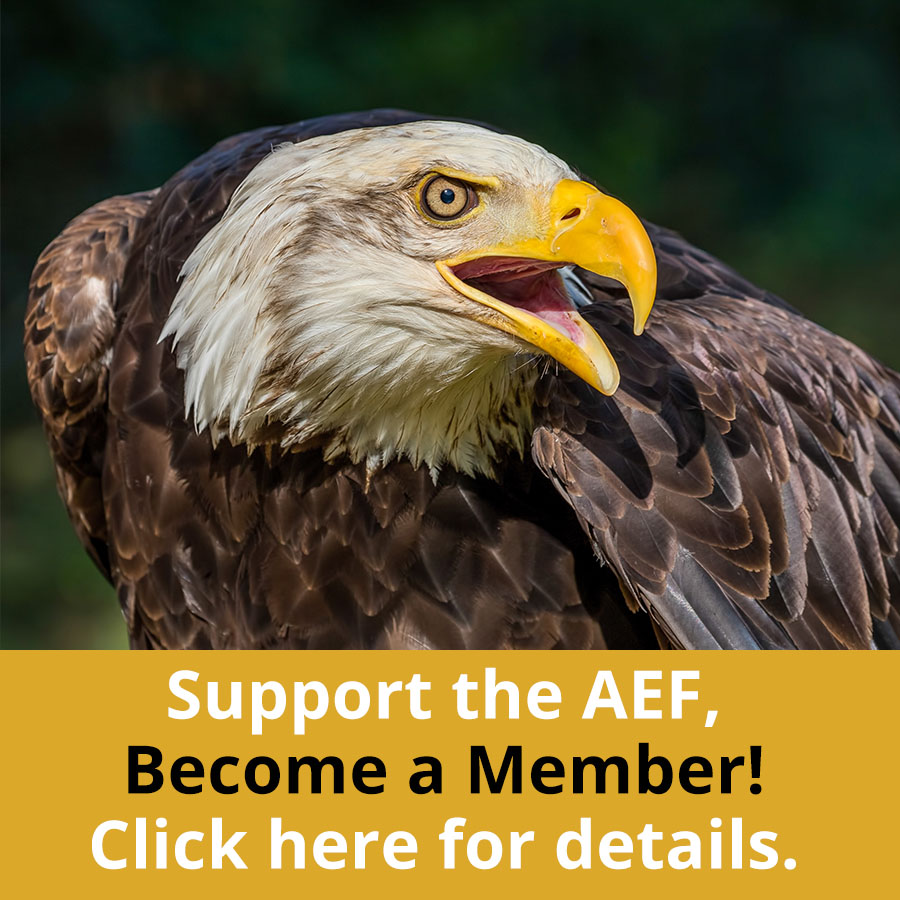 Challenger American Eagle Foundation,Easy Printable Crossword Puzzles For Seniors With Answers