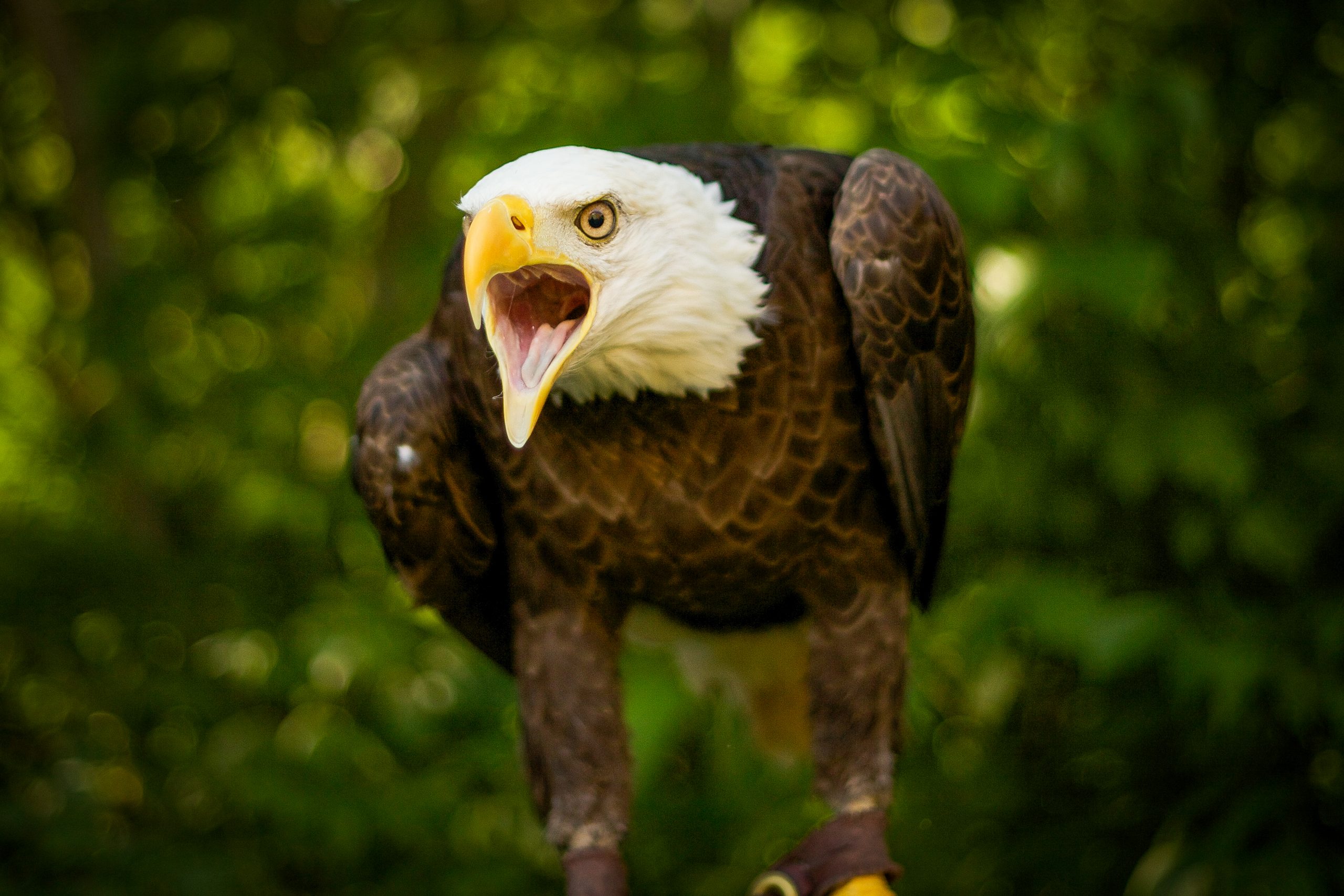 Evenement Mantsjoerije Induceren MEET OUR BIRDS | American Eagle Foundation