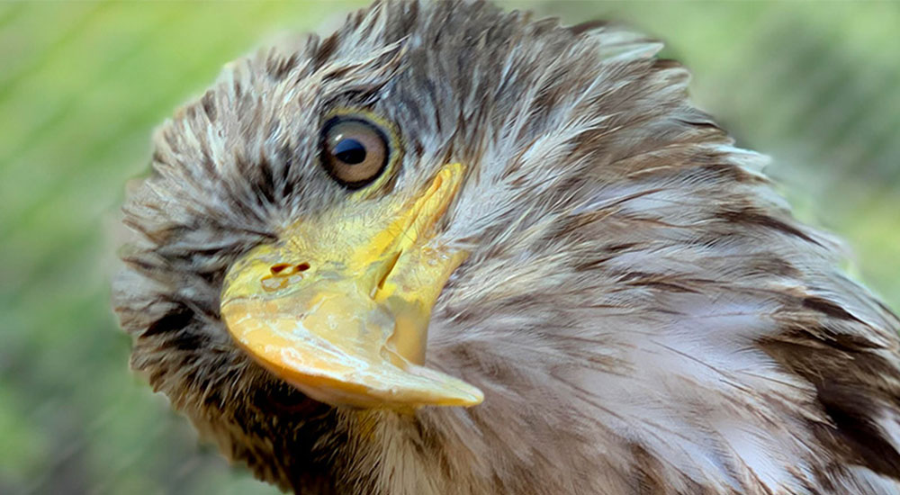 scout-slideshow-october2019