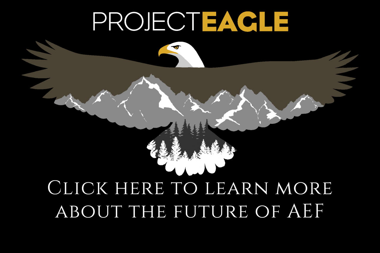 American eagle foundation protecting and caring for bald eagles and