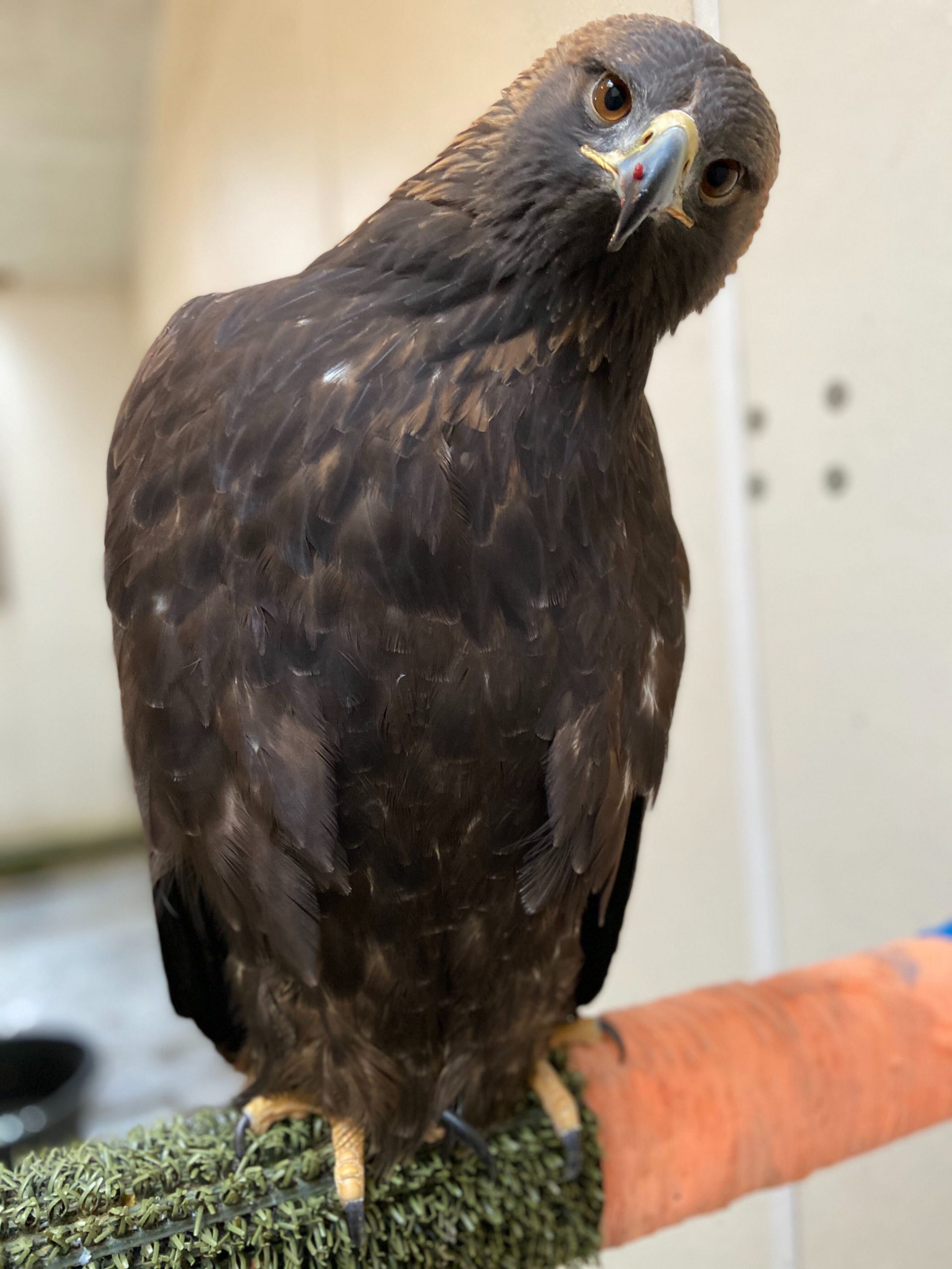 Everest | American Eagle Foundation