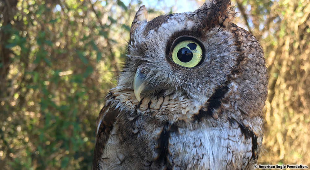Belle-2 Belle Screech Owl