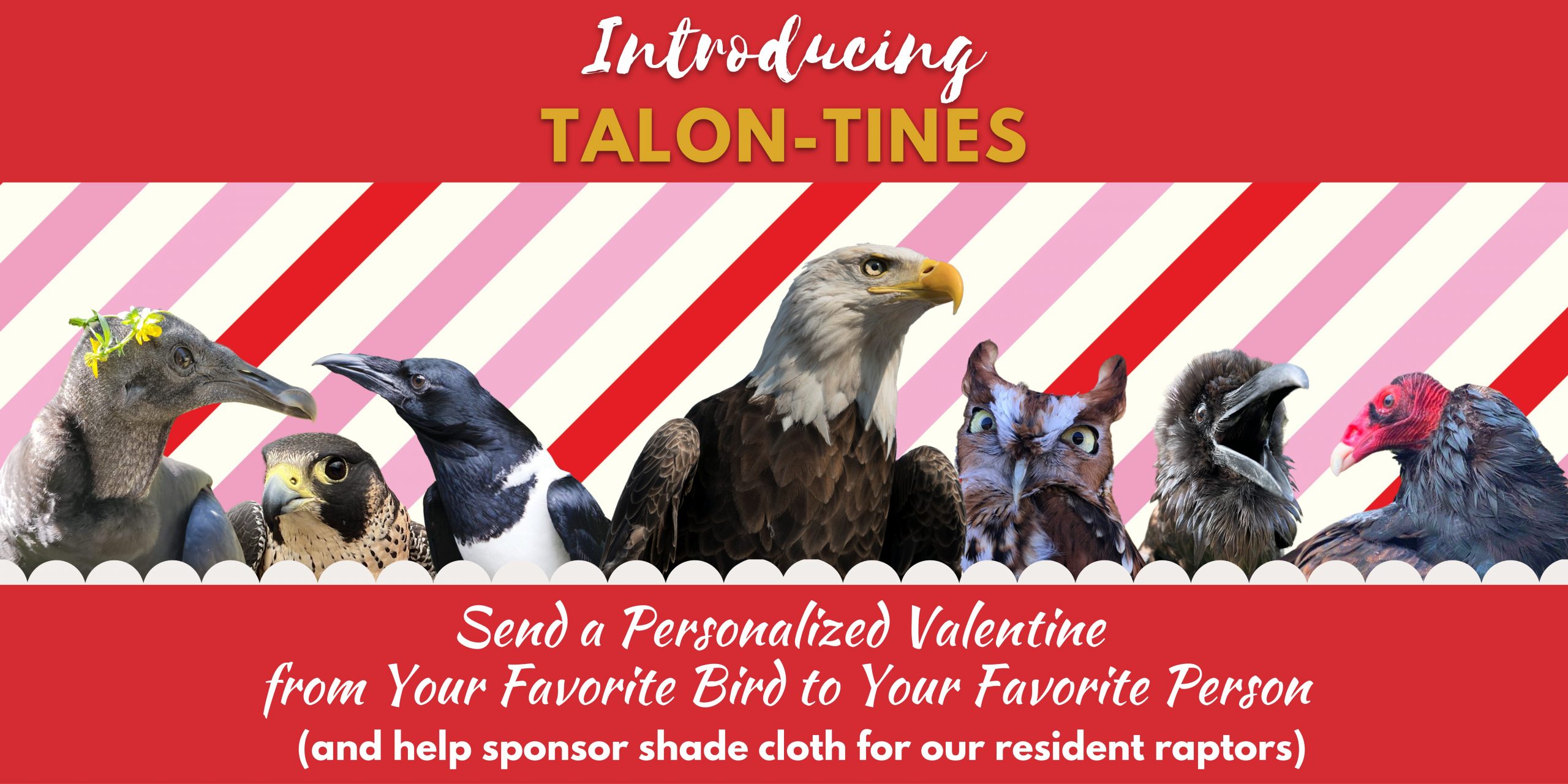 Talon-tines Website Header
